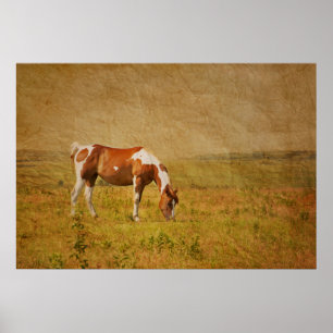 Póster Paint Horse on Prairie