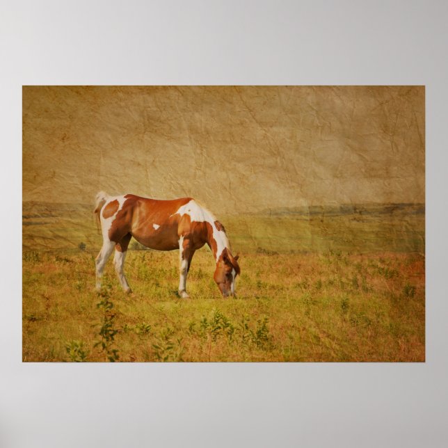Póster Paint Horse on Prairie (Frente)