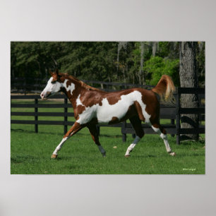 Póster Paint Horse Running 1