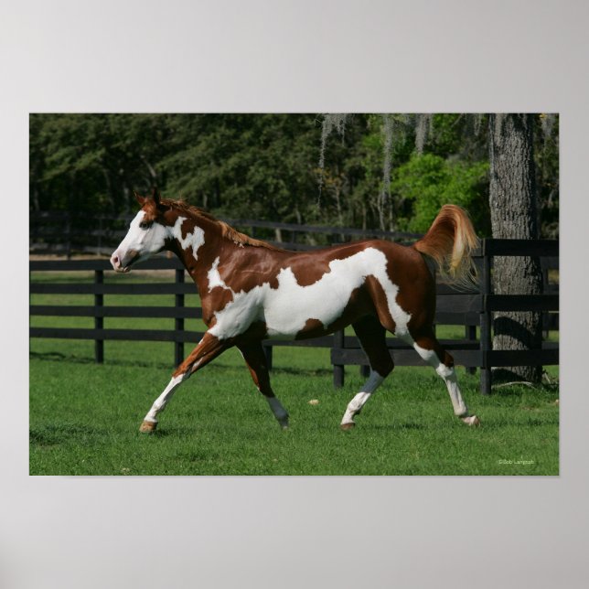 Póster Paint Horse Running 1 (Frente)
