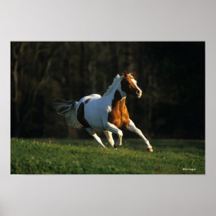 Póster Paint Horse Running Fast