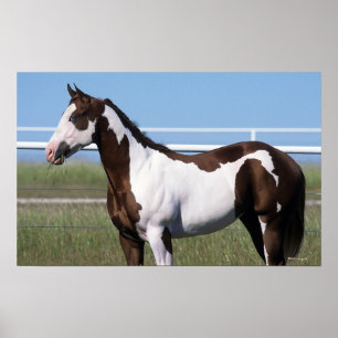 Póster Paint Horse Standing