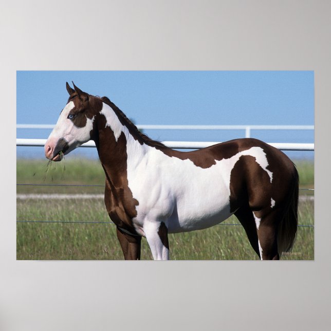 Póster Paint Horse Standing (Frente)