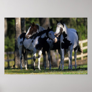 Póster Paint Horses