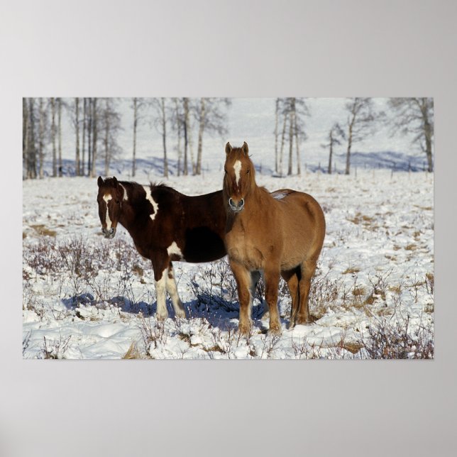 Póster Paint Horses in the Snow (Frente)