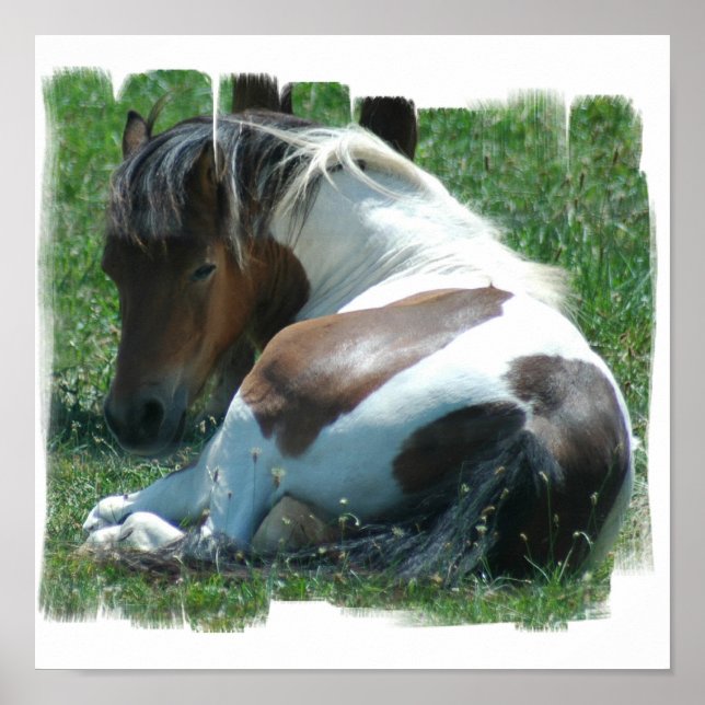 Póster Paint Pony Canvas Print (Frente)