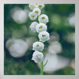 Póster Painterly Soft Lilly of the Valley Flowers
