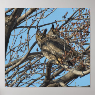 Póster PAIR DE GRANDES OWLS DE CUERPO 2 (Bubo virginianus