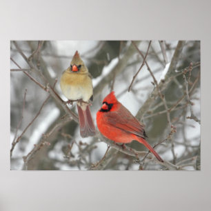 Póster Pair Of Northern Cardinals