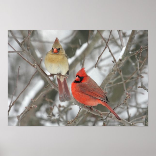 Póster Pair Of Northern Cardinals (Frente)
