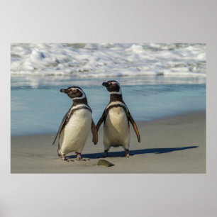 Póster Pair of penguins on the beach