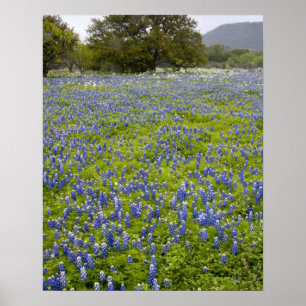 Póster País de las Colinas, Texas, Bluebonnets y árbol de