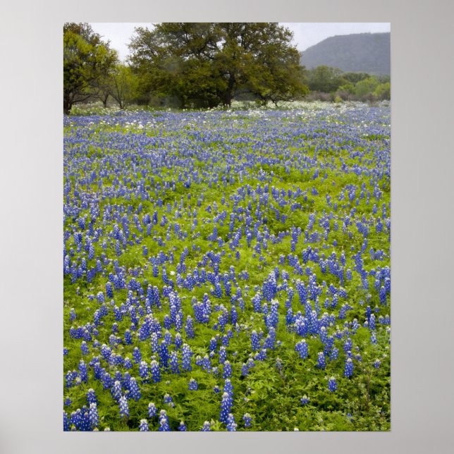 Póster País de las Colinas, Texas, Bluebonnets y árbol de (Frente)