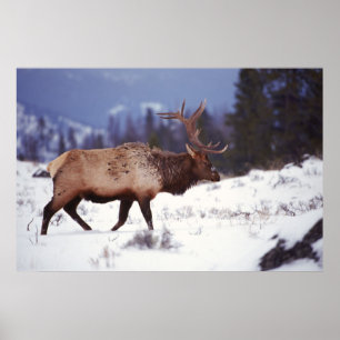 Póster País del Deer