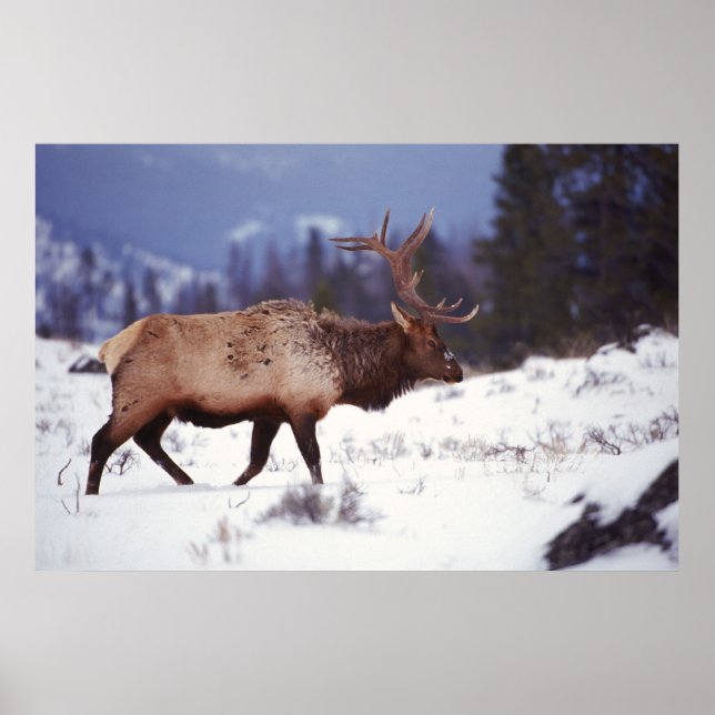 Póster País del Deer (Frente)