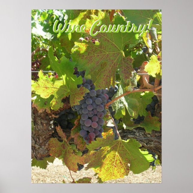 Póster - País del Vino (Frente)