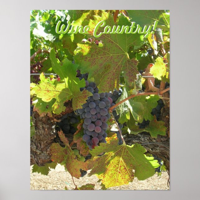 Póster - País del Vino (Frente)