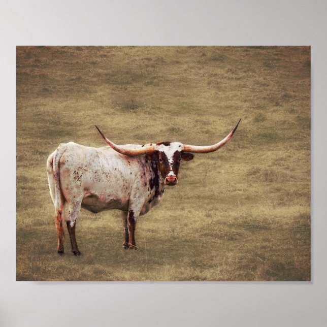 Póster País Rústico Fotografía de la vaca Highland (Frente)