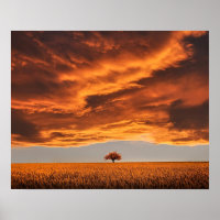 paisaje abstracto de la naturaleza del árbol solit