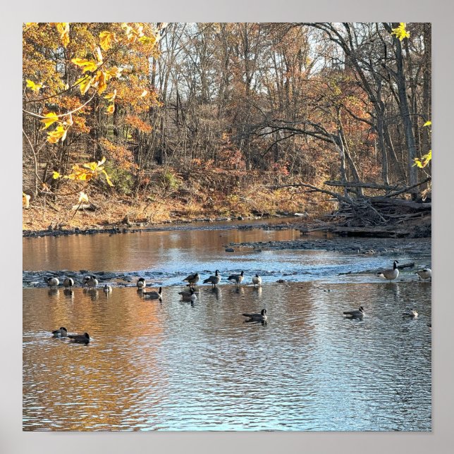 Póster Paisaje acuático otoñal con Poster de aves (Frente)