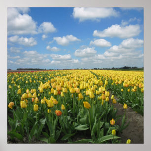 Póster Paisaje amarillo de los tulipanes