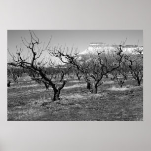 Póster Paisaje blanco y negro de la primavera del poster