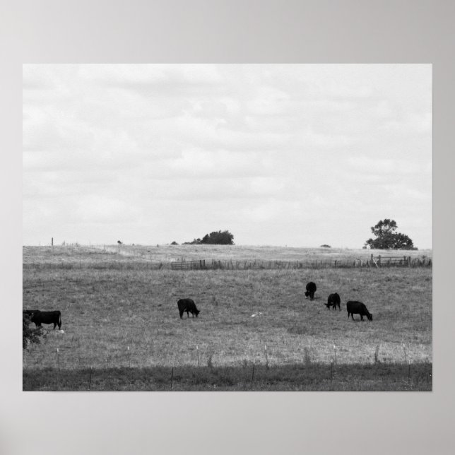 Póster Paisaje blanco y negro de vacas que brillan en un  (Frente)