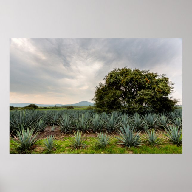 Póster Paisaje Con Agave Azul (Frente)