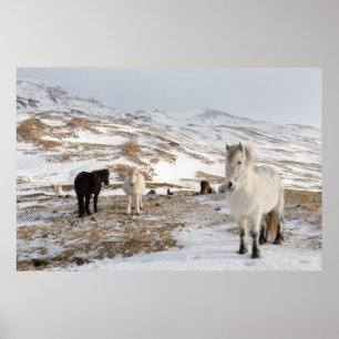 Póster Paisaje con caballos islandeses