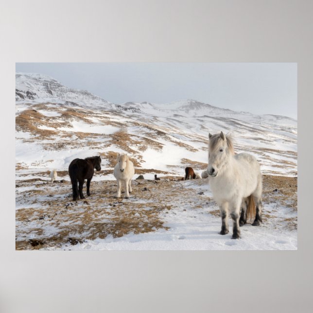 Póster Paisaje con caballos islandeses (Frente)