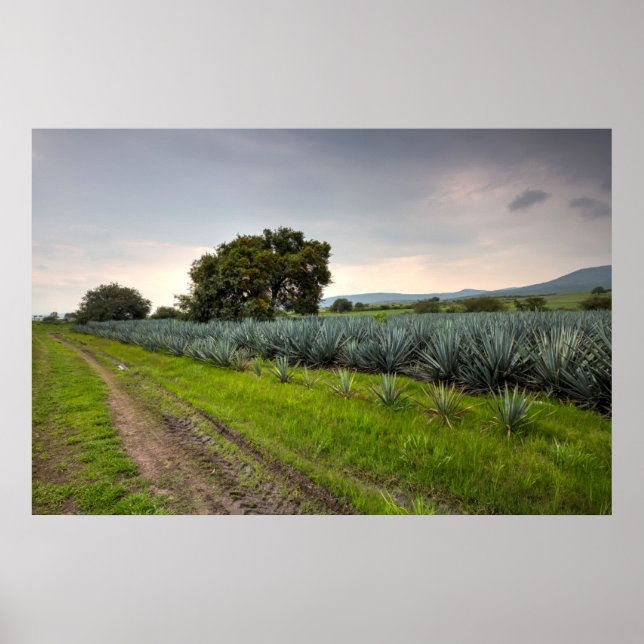 Póster Paisaje De Agave Azul (Frente)