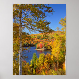 Póster Paisaje de árboles de otoño, Maine
