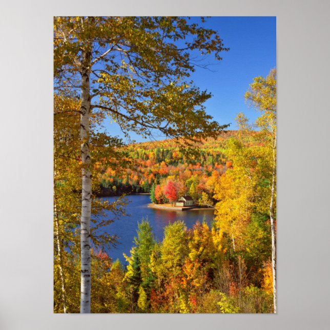 Póster Paisaje de árboles de otoño, Maine (Frente)