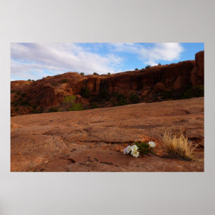 Póster Paisaje de Arches Slickrock and Evening Primrose
