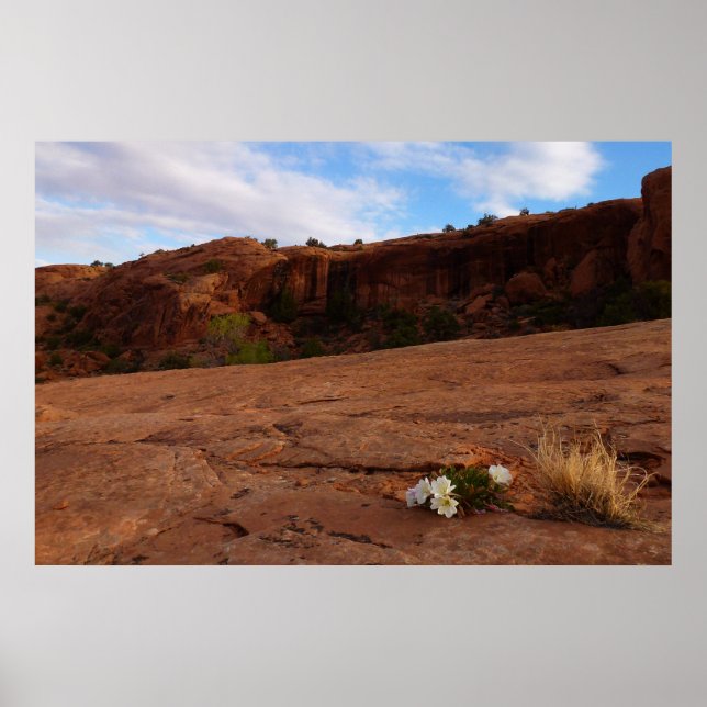 Póster Paisaje de Arches Slickrock and Evening Primrose (Frente)