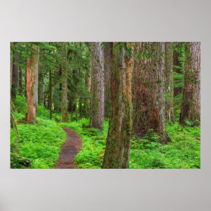 Póster Paisaje de bosque maduro