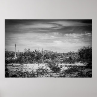 Póster Paisaje de Cactus