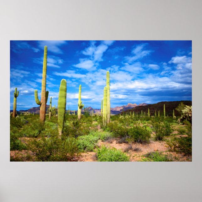 Póster Paisaje de cactus del desierto, Arizona (Frente)