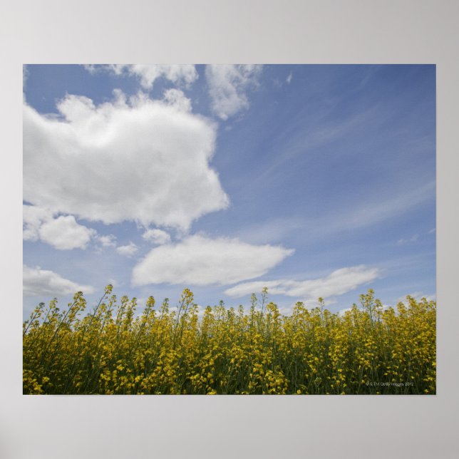 Póster paisaje de campo de canola listo para la cosecha (Frente)