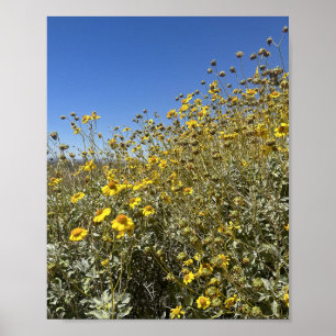 Póster Paisaje de flores amarillas del desierto de Arizon