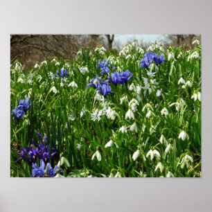 Póster Paisaje de flores de principios de primavera en la