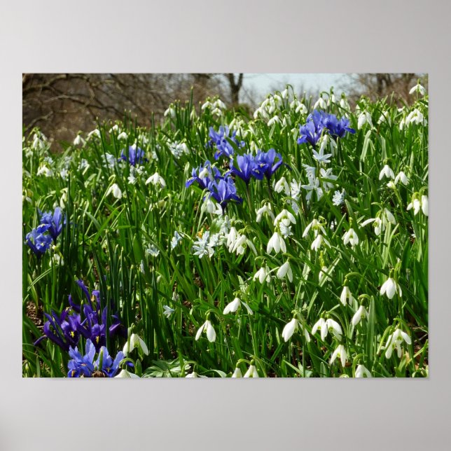 Póster Paisaje de flores de principios de primavera en la (Frente)