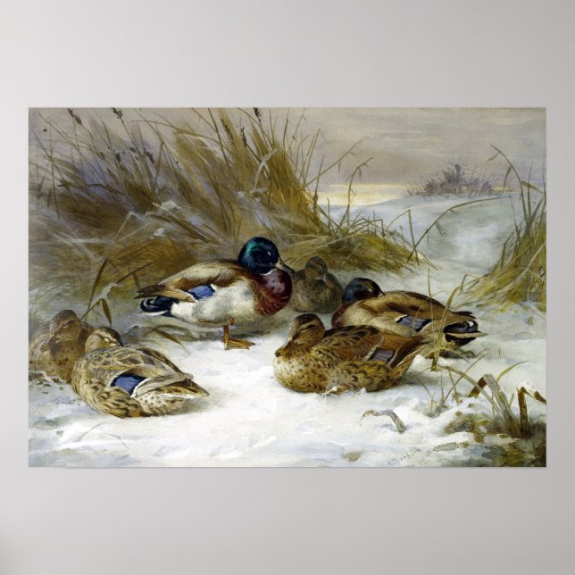 Póster Paisaje de invierno Archibald Thorburn con Mallard (Frente)