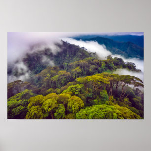 Póster Paisaje de Jungla Sereno Majestuoso Naturaleza Mañ