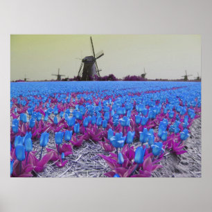 Póster Paisaje de los molinoes de viento de los tulipanes