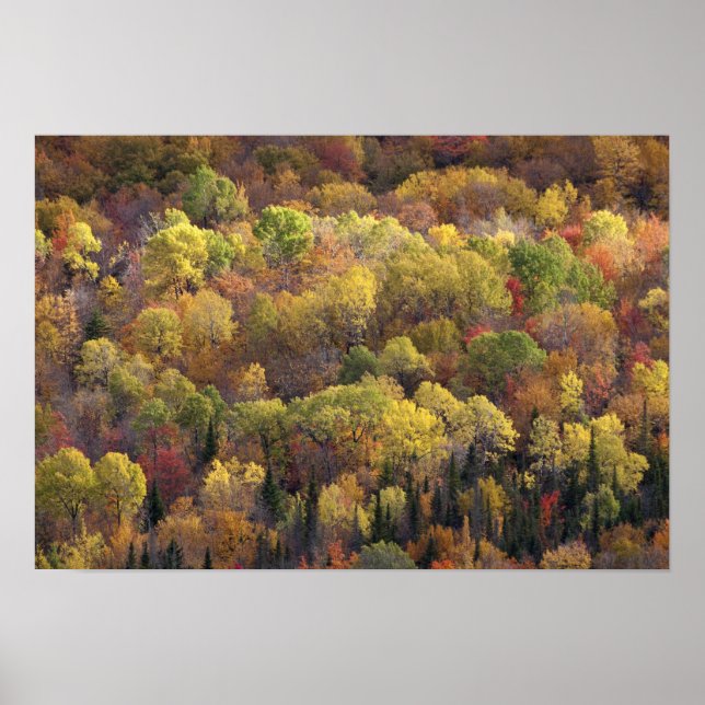 Póster paisaje de otoño, Vermont, EE. UU. (Frente)