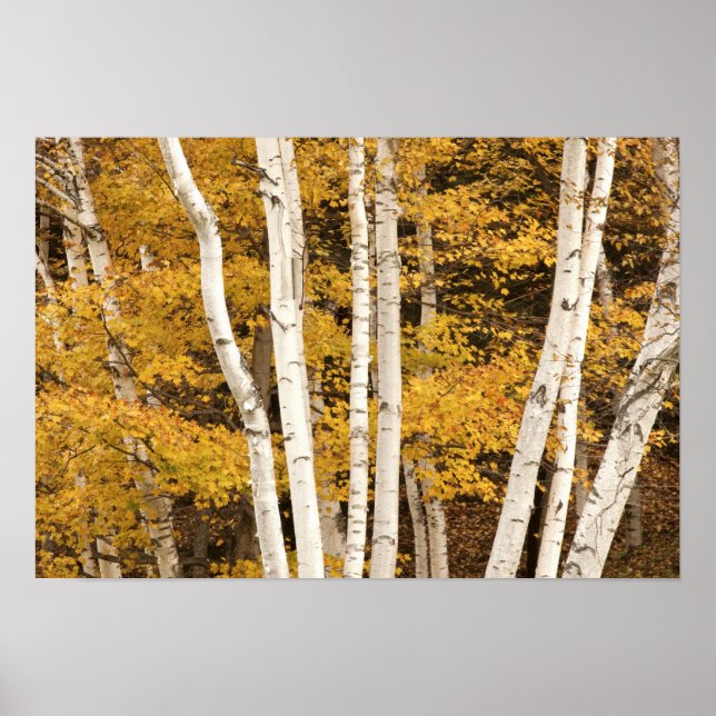 Póster paisaje de otoño, Vermont, EE. UU. (Frente)
