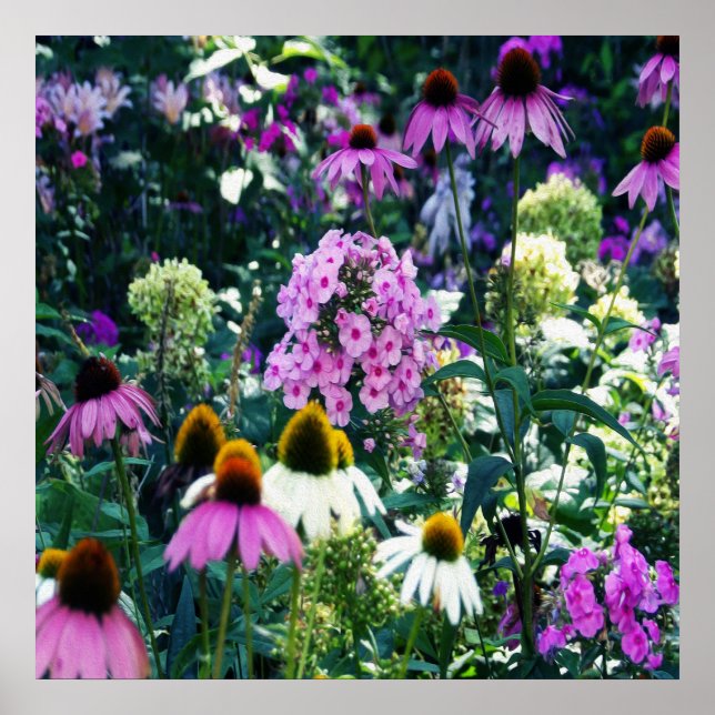 Póster Paisaje de Pink Garden Phlox con flores de cono (Frente)