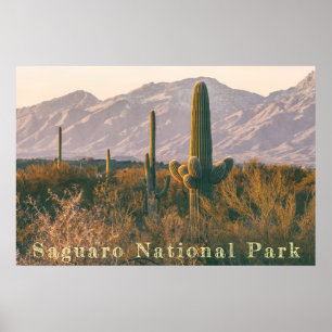 Póster Paisaje de Saguaro
