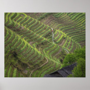 Póster Paisaje de terrazas de arroz en la montaña,